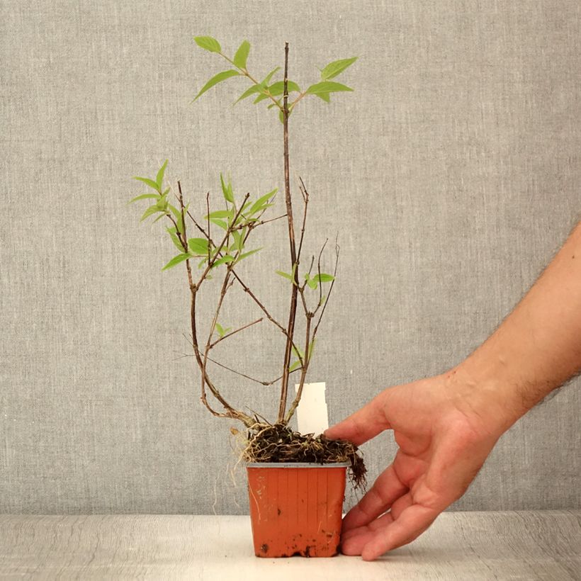 Exemplar von Deutzia lemoinei - Sternchenstrauch Kleine Töpfe von 8/9 cm wie im Sommer geliefert