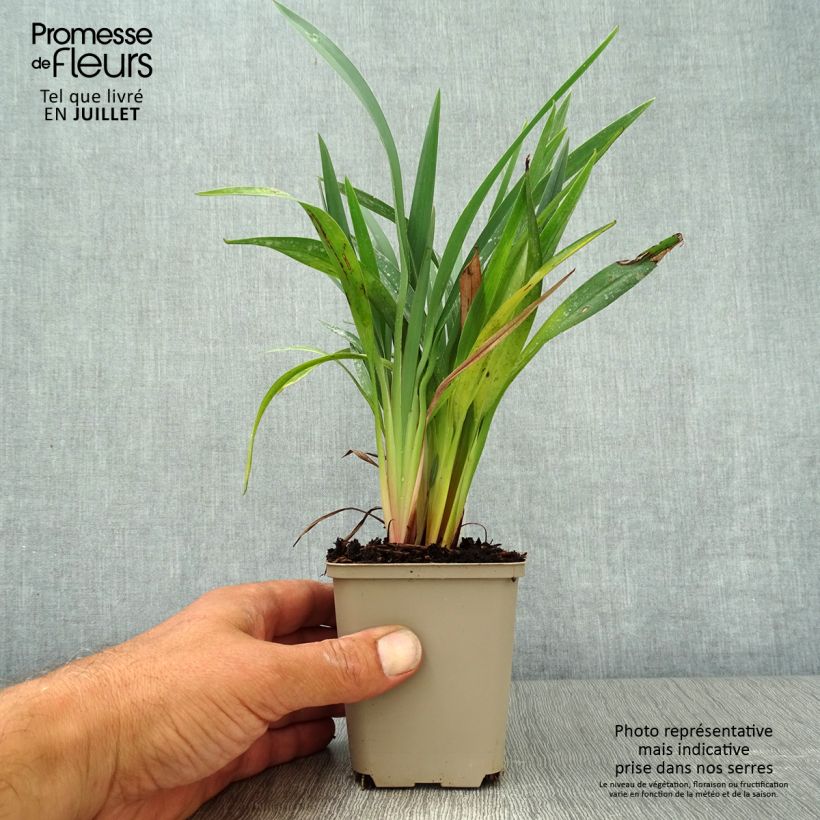 Exemplar von Dianella revoluta Blue Stream - Blaue Flachslilie Kleine Töpfe von 8/9 cm wie im Sommer geliefert