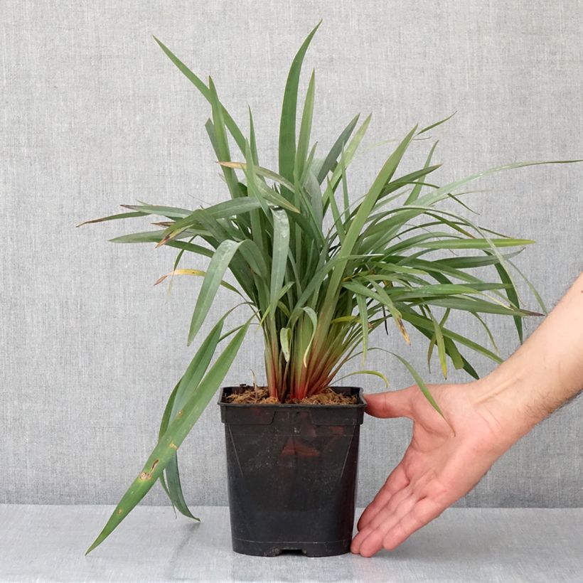 Exemplar von Dianella revoluta Blue Stream - Blaue Flachslilie Topf mit 2L/3L wie im Frühjahr geliefert
