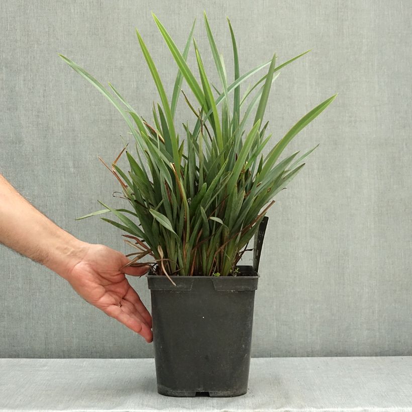 Exemplar von Dianella revoluta Blue Stream - Blaue Flachslilie Topf mit 3L/4L wie im Sommer geliefert