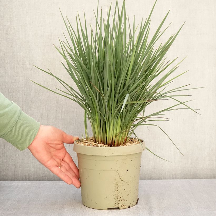 Exemplar von Dianella revoluta Coolvista - Blaue Flachslilie Topf mit 3L/4L wie im Winter geliefert