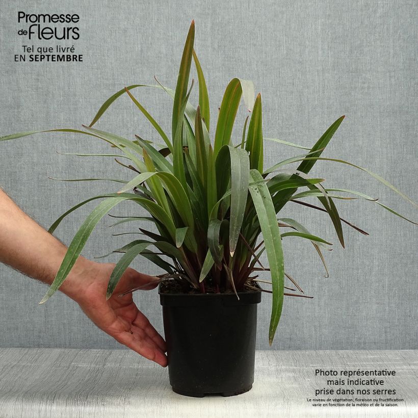 Exemplar von Dianella tasmanica Blaze - Blaue Flachslilie Topf mit 2L/3L wie im Herbst geliefert