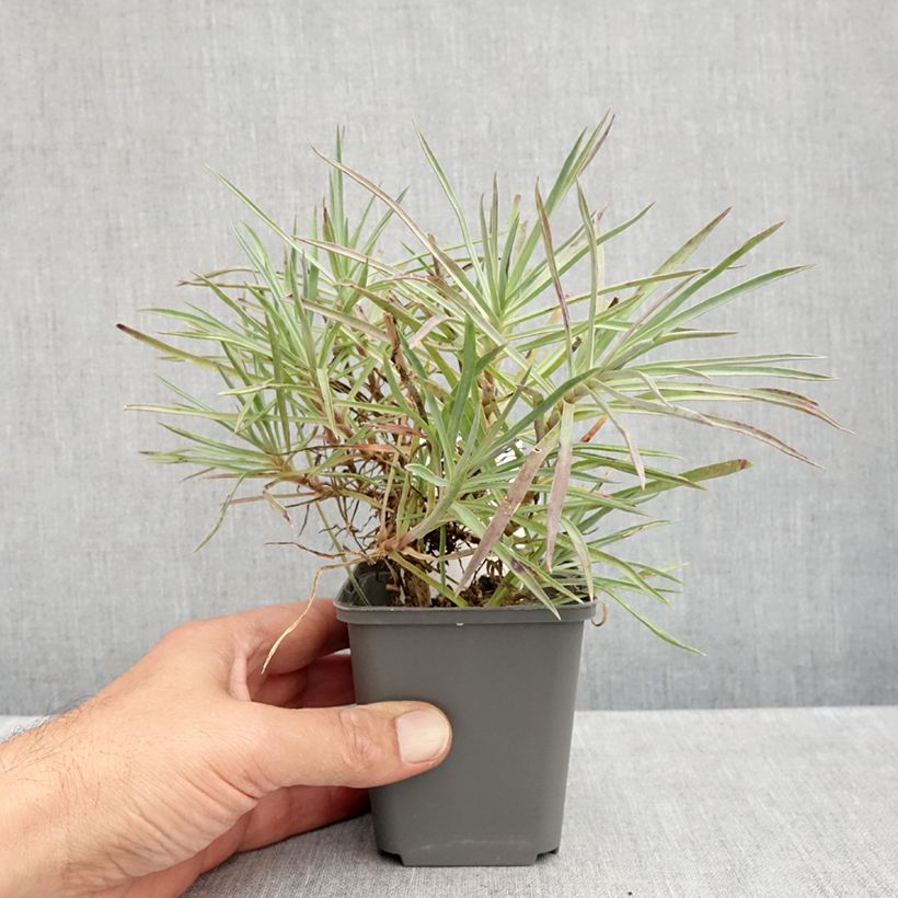 Exemplar von Dianthus allwoodii Alice - Garten-Nelke Kleine Töpfe von 8/9 cm wie im Herbst geliefert