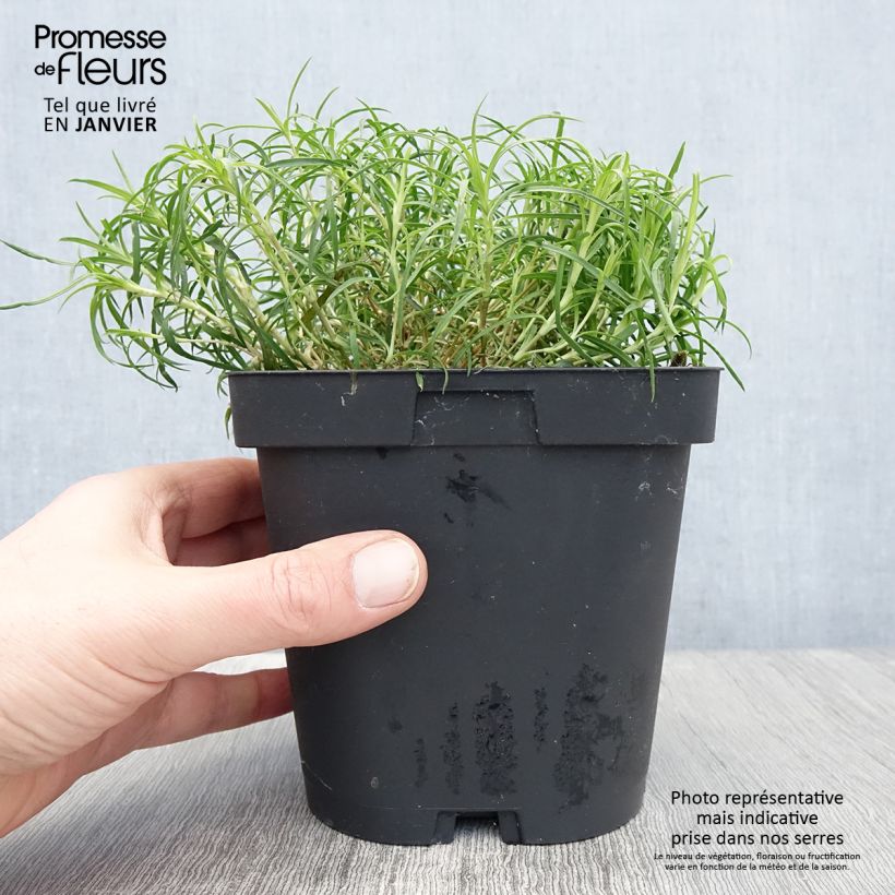 Exemplar von Dianthus arenarius - Gewöhnliche Sand-Nelke Topf mit 2L/3L wie im Winter geliefert