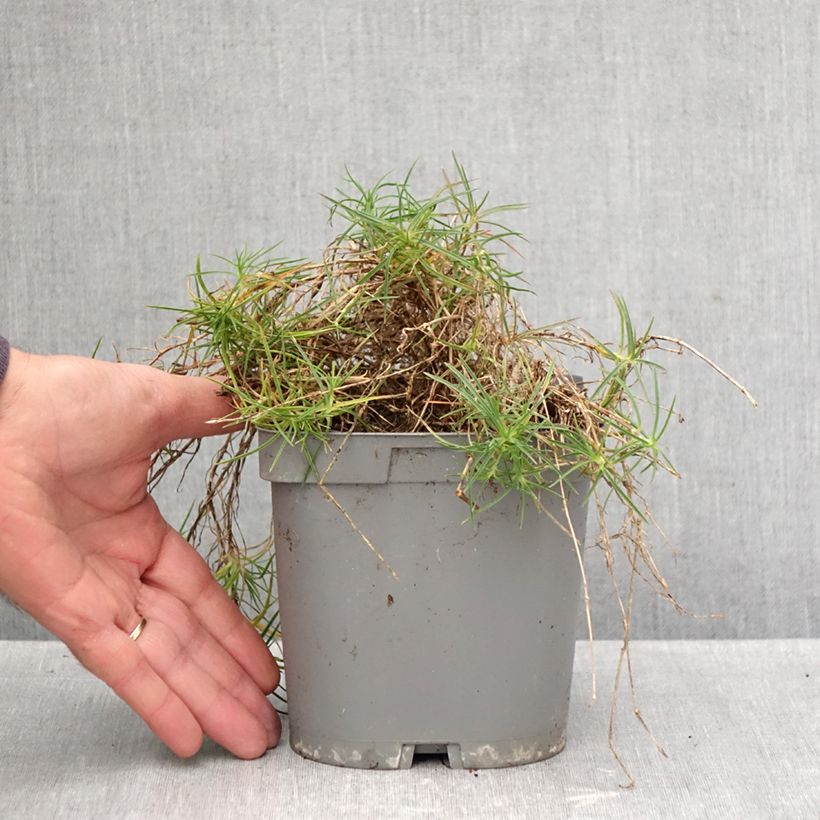 Exemplar von Dianthus arenarius - Gewöhnliche Sand-Nelke Topf mit 2L/3L wie im Herbst geliefert
