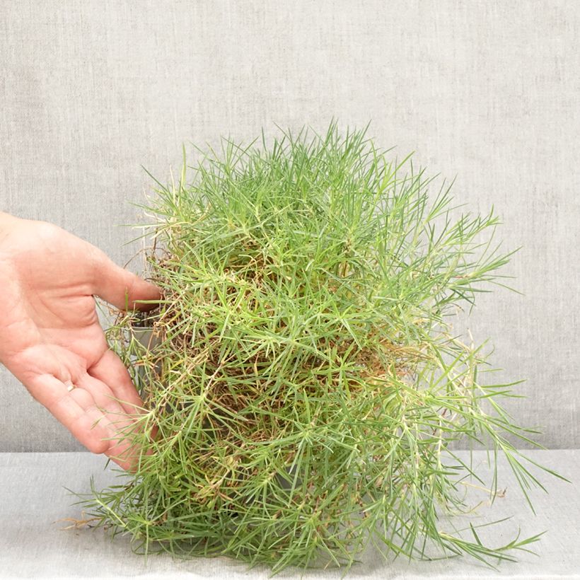 Exemplar von Dianthus arenarius - Gewöhnliche Sand-Nelke Topf mit 2L/3L wie im Sommer geliefert