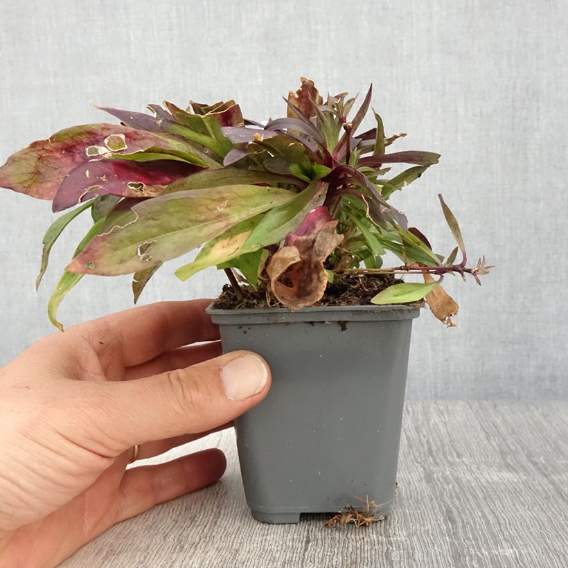 Exemplar von Dianthus barbatus Oeschberg - Bartnelke Kleine Töpfe von 8/9 cm wie im Frühjahr geliefert