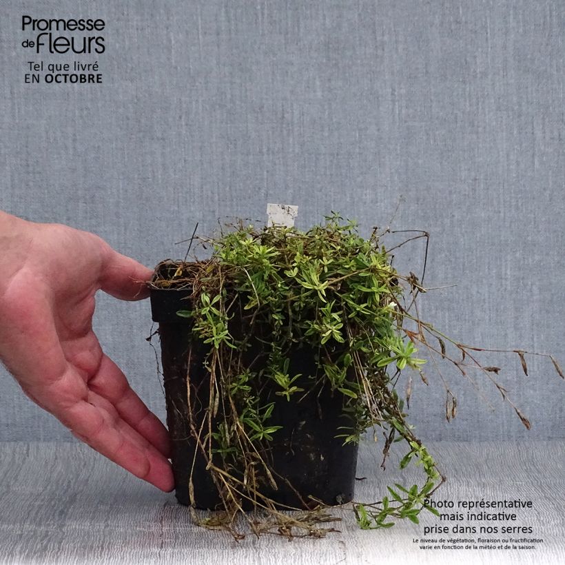 Exemplar von Heide-Nelke Albiflorus - Dianthus deltoides Topf mit 2L/3L wie im Herbst geliefert