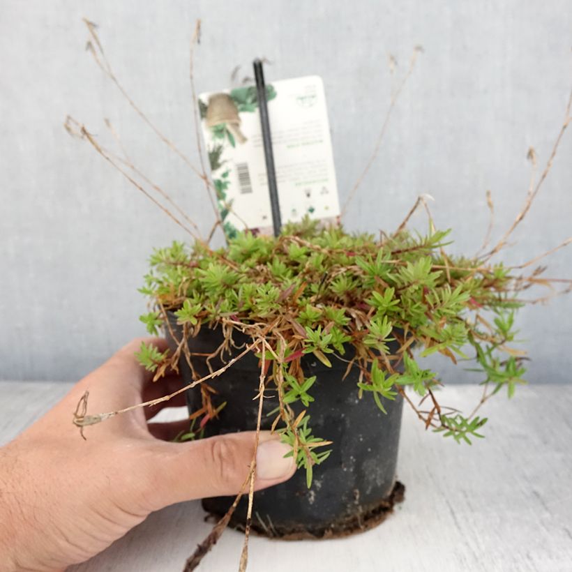 Exemplar von Heide-Nelke - Dianthus deltoides Topf mit 1,5L/2L wie im Sommer geliefert