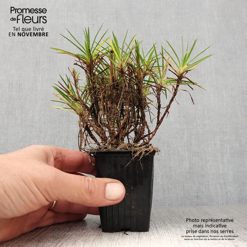 Exemplar von Garten-Nelke Evening Star - Dianthus Kleine Töpfe von 7/8 cm wie im Herbst geliefert