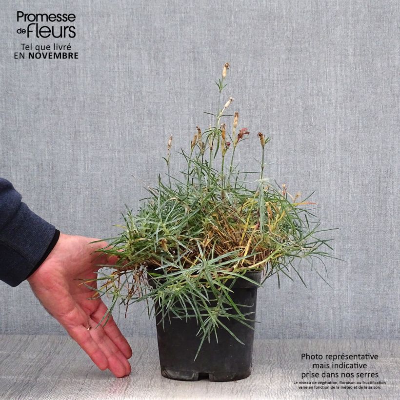 Exemplar von Pfingst-Nelke Badenia - Dianthus gratianopolitanus Topf mit 2L/3L wie im Herbst geliefert