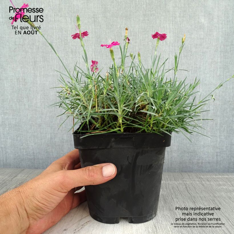 Exemplar von Pfingst-Nelke Badenia - Dianthus gratianopolitanus Topf mit 2L/3L wie im Sommer geliefert