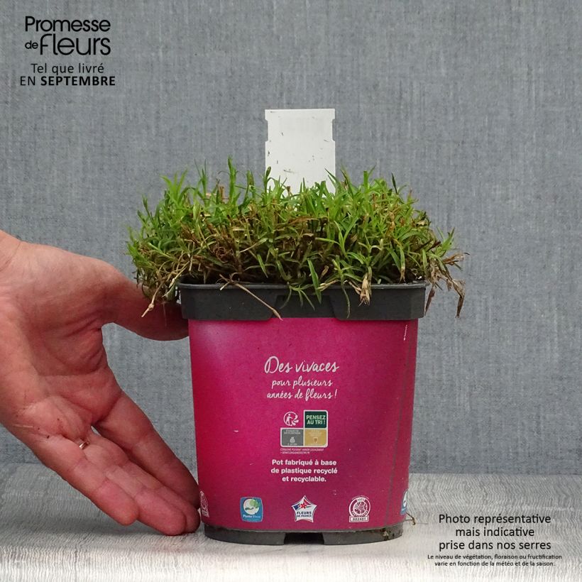 Exemplar von Pfingst-Nelke Kahori - Dianthus gratianopolitanus Topf mit 2L/3L wie im Herbst geliefert