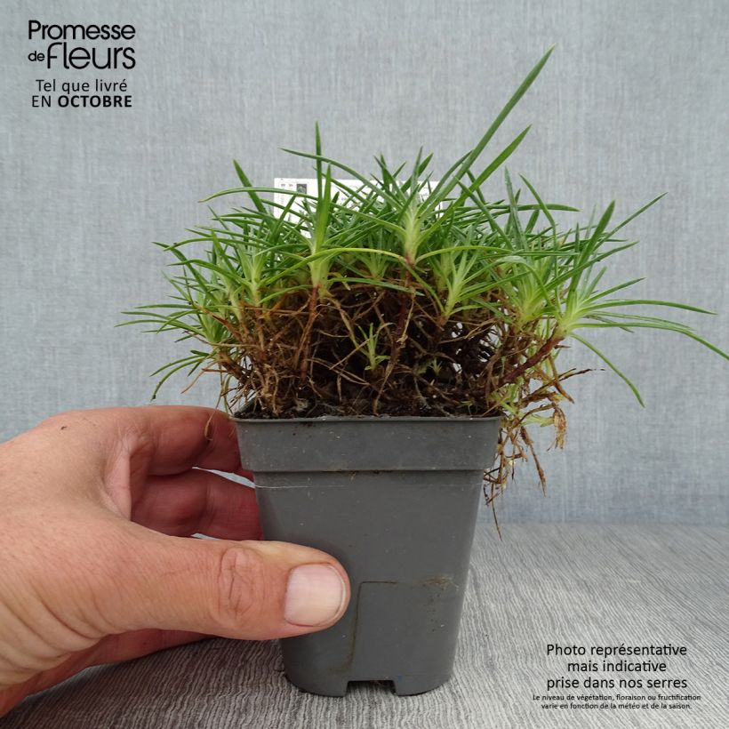 Exemplar von Pfingst-Nelke Whatfield Gem - Dianthus gratianopolitanus Kleine Töpfe von 8/9 cm wie im Herbst geliefert