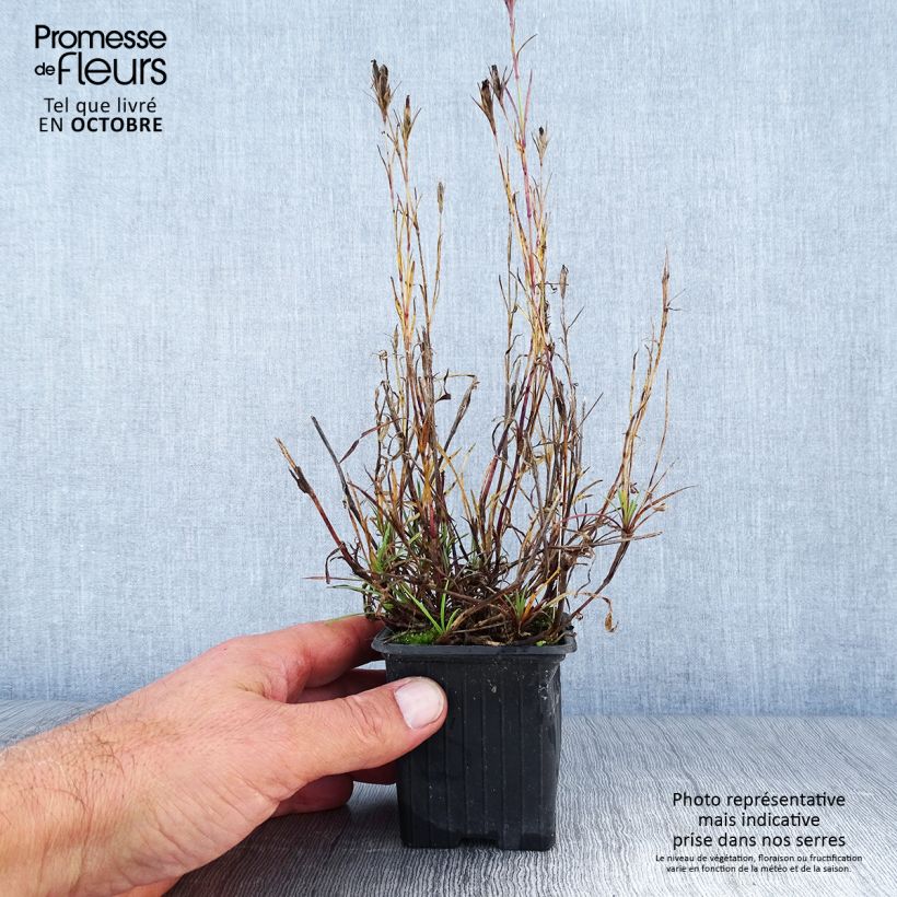 Exemplar von Schwefel-Nelke - Dianthus knappii Kleine Töpfe von 8/9 cm wie im Herbst geliefert