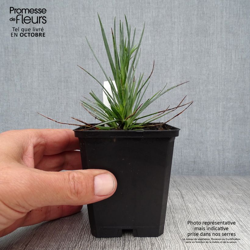 Exemplar von Feder-Nelke David - Dianthus plumarius Kleine Töpfe von 8/9 cm wie im Herbst geliefert