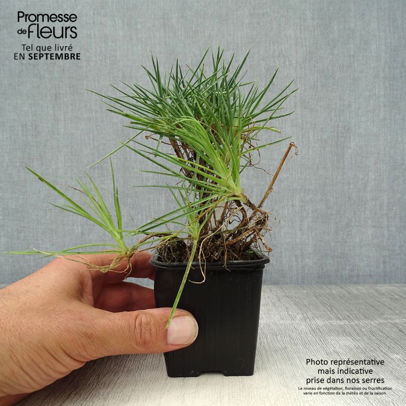 Exemplar von Feder-Nelke Desmond - Dianthus plumarius Kleine Töpfe von 8/9 cm wie im Herbst geliefert