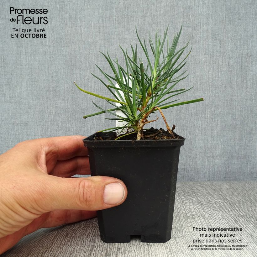 Exemplar von Feder-Nelke Devon Cream - Dianthus plumarius Kleine Töpfe von 8/9 cm wie im Herbst geliefert