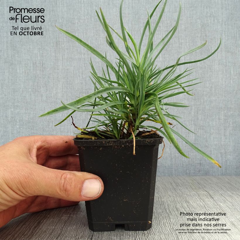 Exemplar von Feder-Nelke Haytor White - Dianthus plumarius Kleine Töpfe von 8/9 cm wie im Herbst geliefert