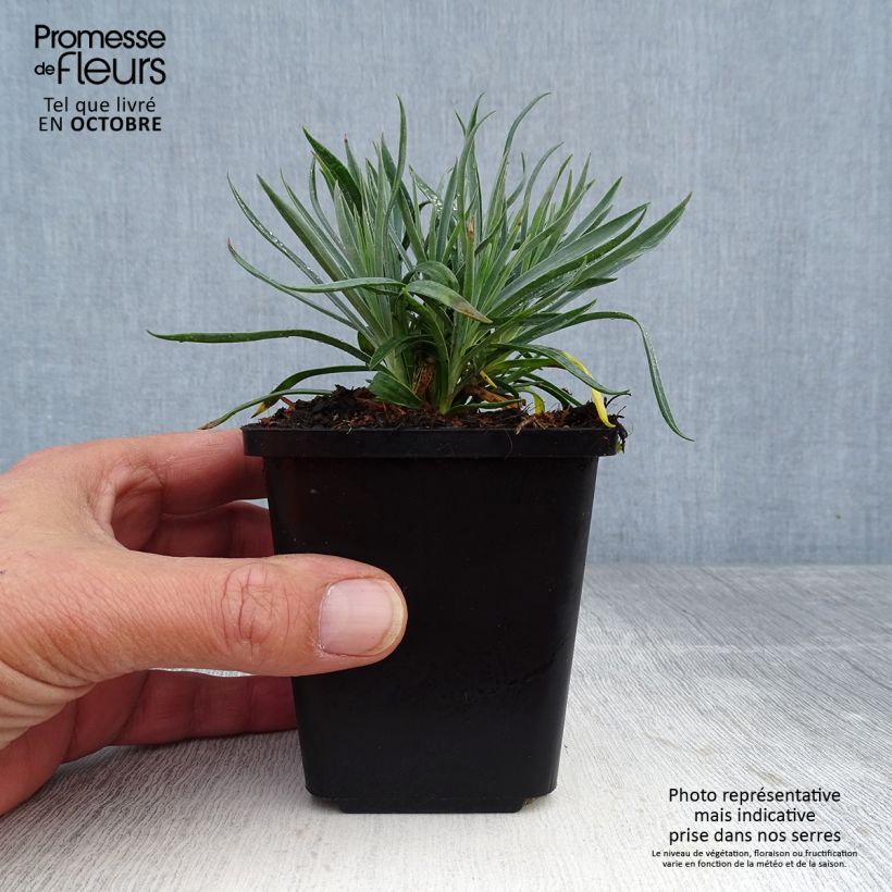 Exemplar von Feder-Nelke Heidi - Dianthus plumarius Kleine Töpfe von 8/9 cm wie im Herbst geliefert