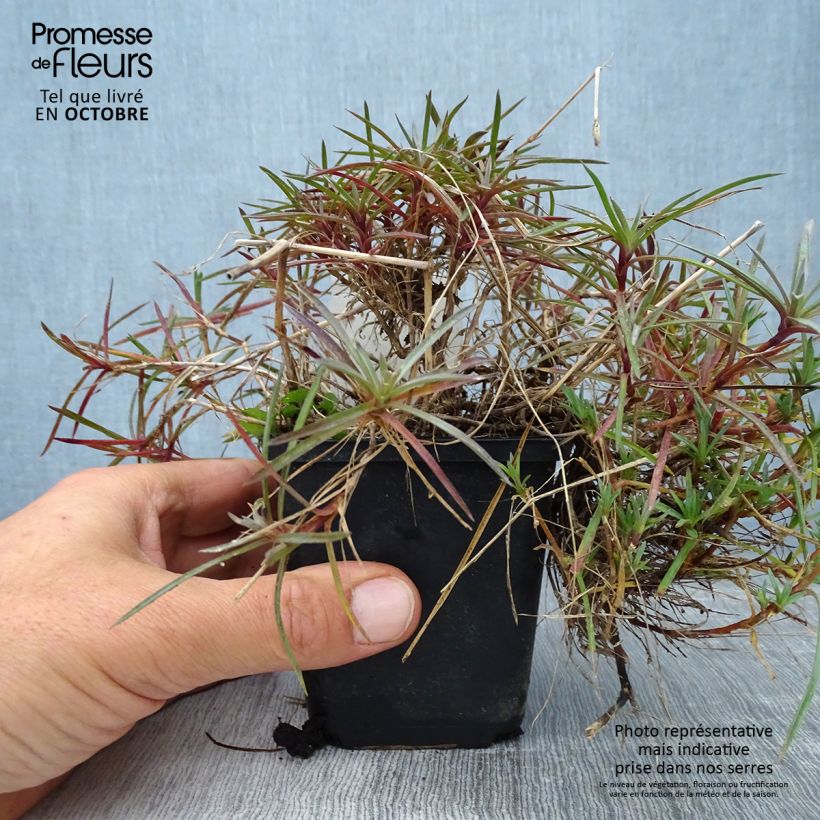Exemplar von Feder-Nelke Maggie - Dianthus plumarius Kleine Töpfe von 8/9 cm wie im Herbst geliefert