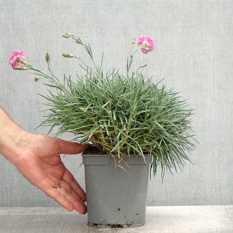 Exemplar von Feder-Nelke Moulin Rouge - Dianthus plumarius Topf mit 2L/3L wie im Herbst geliefert