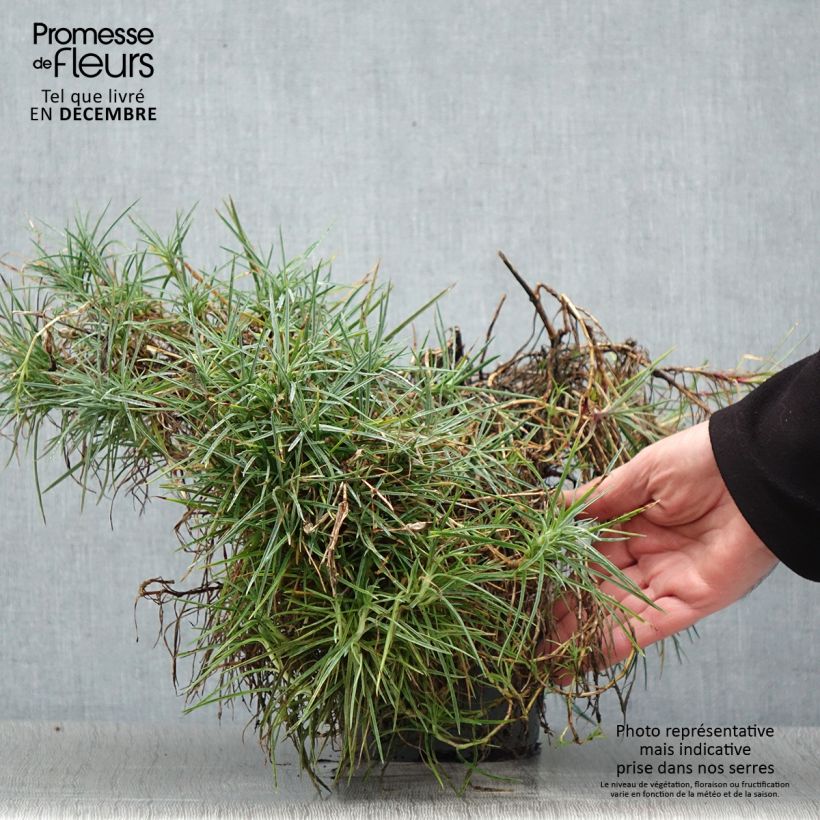 Exemplar von Feder-Nelke Moulin Rouge - Dianthus plumarius Topf mit 2L/3L wie im Winter geliefert