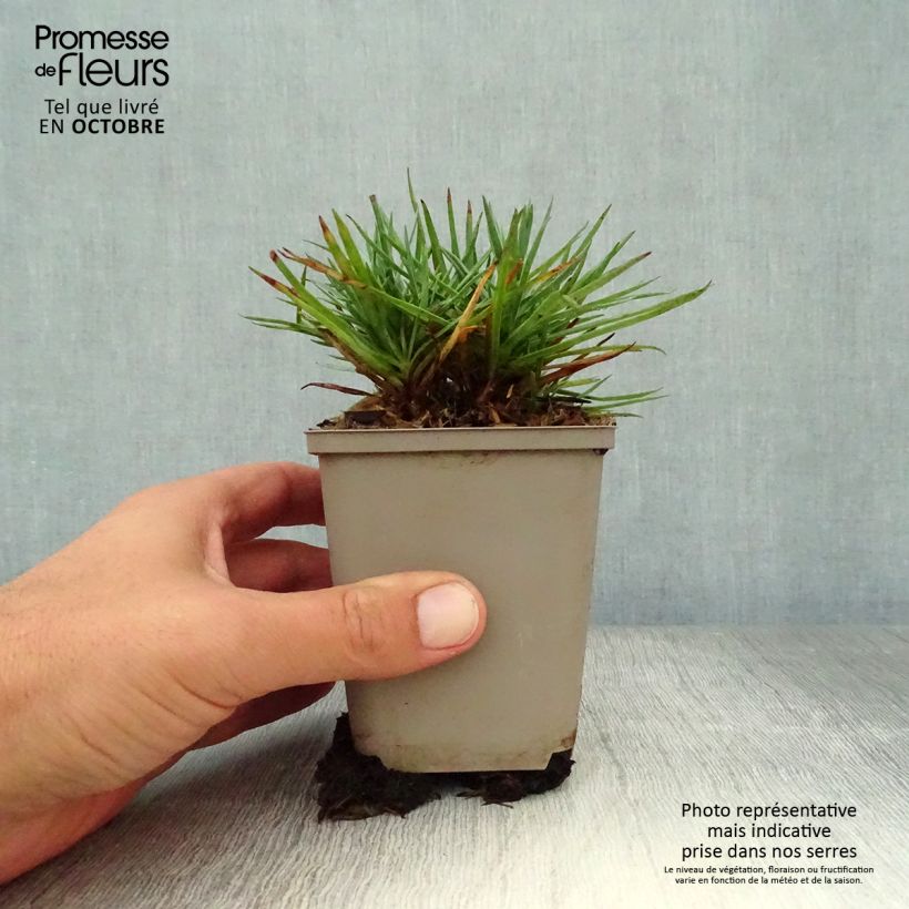 Exemplar von Feder-Nelke Munot - Dianthus plumarius Kleine Töpfe von 8/9 cm wie im Herbst geliefert