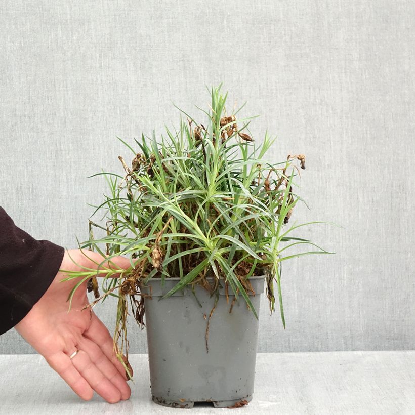 Exemplar von Feder-Nelke Passion Hot Red - Dianthus plumarius Topf mit 2L/3L wie im Herbst geliefert