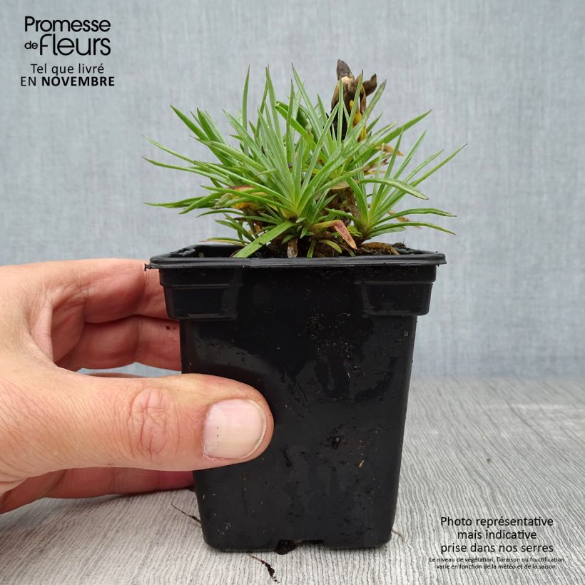 Exemplar von Feder-Nelke Scent First Coconut Sundae - Dianthus plumarius Kleine Töpfe von 7/8 cm wie im Herbst geliefert