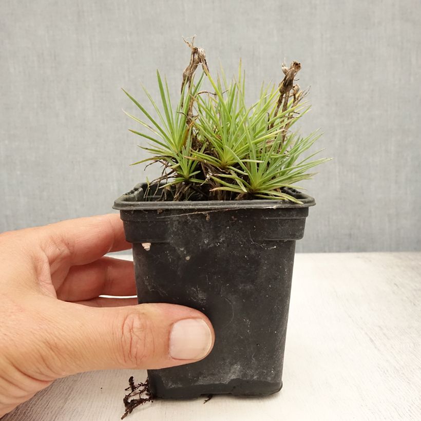 Exemplar von Feder-Nelke Scent First Coconut Sundae - Dianthus plumarius Kleine Töpfe von 7/8 cm wie im Sommer geliefert