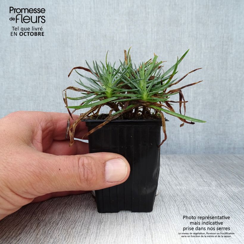 Exemplar von Feder-Nelke Scent First Iced Gem - Dianthus plumarius Kleine Töpfe von 7/8 cm wie im Herbst geliefert
