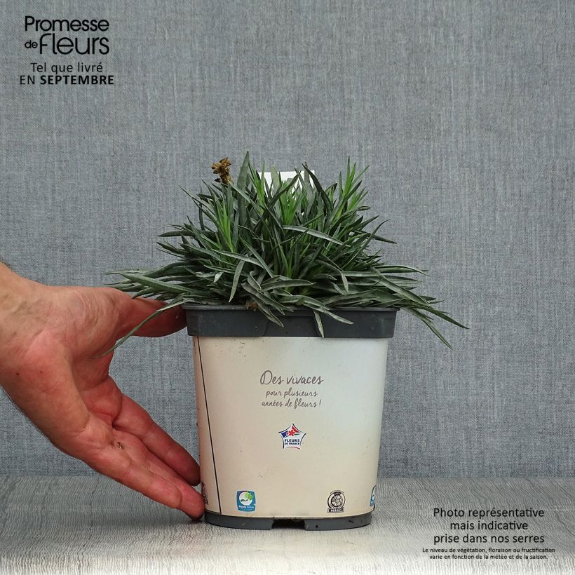 Exemplar von Feder-Nelke Scent First Memories - Dianthus plumarius Topf mit 2L/3L wie im Herbst geliefert