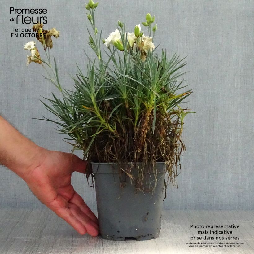 Exemplar von Feder-Nelke Scent First Romance - Dianthus plumarius Topf mit 2L/3L wie im Herbst geliefert