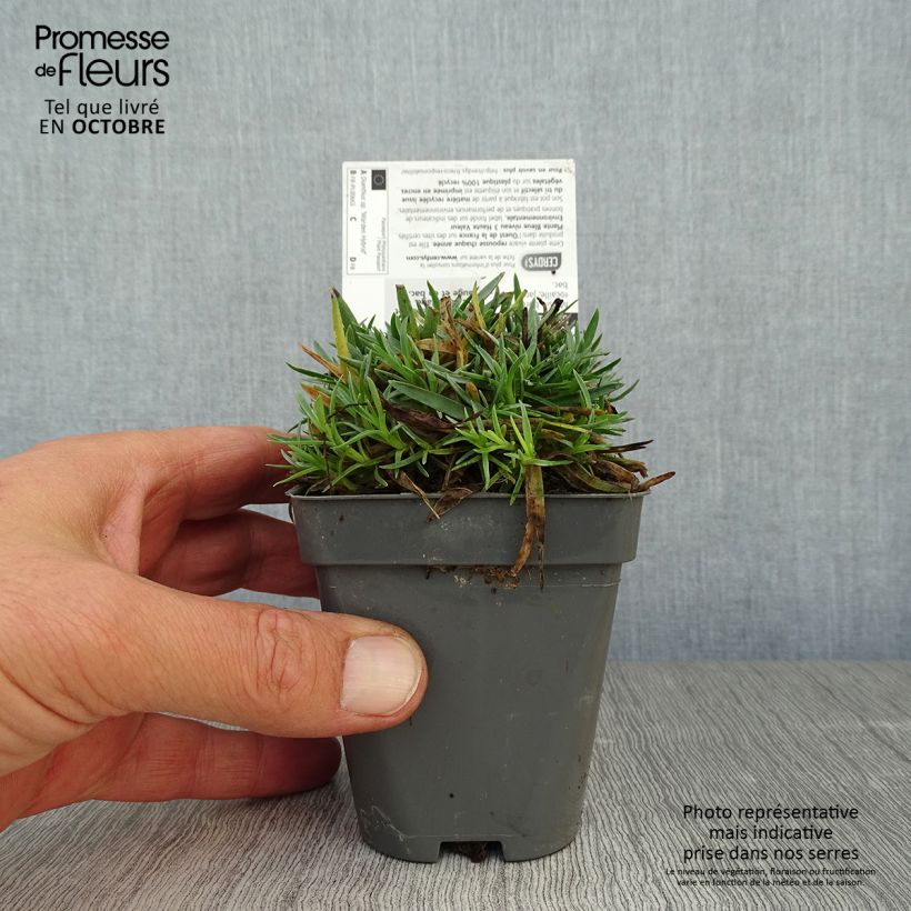 Exemplar von Feder-Nelke Warden Hybrid - Dianthus plumarius Kleine Töpfe von 8/9 cm wie im Herbst geliefert