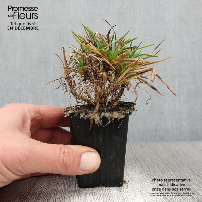 Exemplar von Feder-Nelke Scent First Coral Reef - Dianthus plumarius Kleine Töpfe von 7/8 cm wie im Herbst geliefert