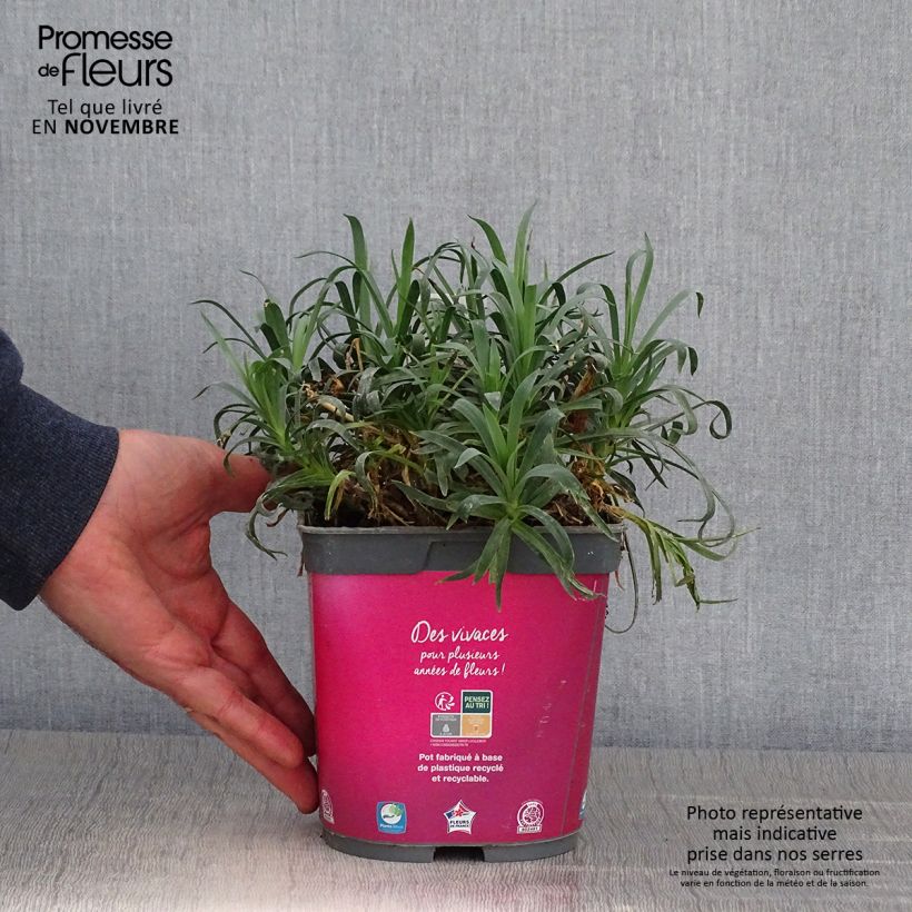 Exemplar von Feder-Nelke Scent First Sugar Plum - Dianthus plumarius Topf mit 2L/3L wie im Herbst geliefert