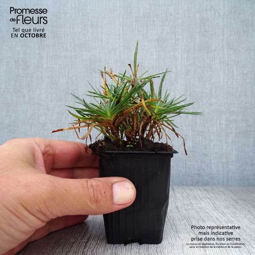 Exemplar von Feder-Nelke Scent First Tickled Pink - Dianthus plumarius Kleine Töpfe von 7/8 cm wie im Herbst geliefert