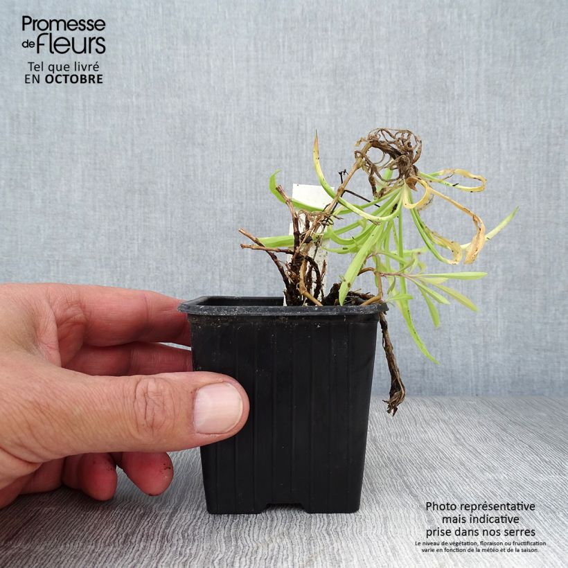 Exemplar von Pracht-Nelke - Dianthus superbus Kleine Töpfe von 8/9 cm wie im Herbst geliefert