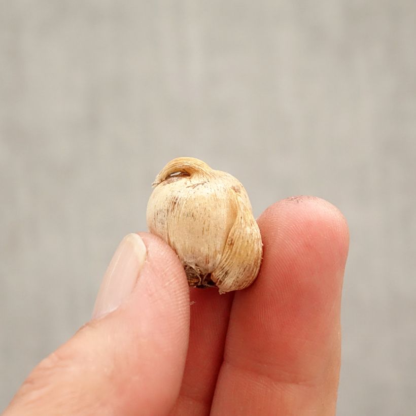 Exemplar von Dichelostemma congestum - Feuerwerksblume Zwiebel Kaliber/Größe 5+ wie im Frühjahr geliefert