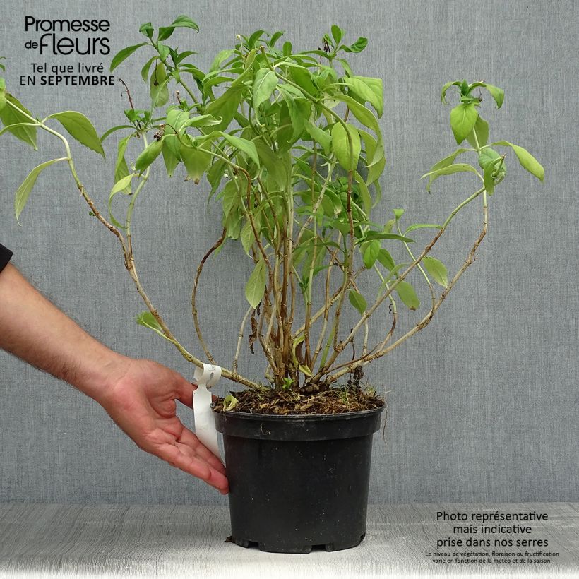 Exemplar von Dichroa versicolor Round Blue Topf mit 3L/4L wie im Herbst geliefert