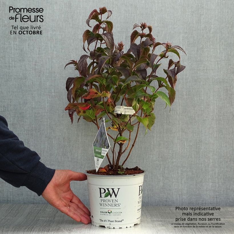 Exemplar von Diervilla Kodiak Black - Buschgeißblatt Topf mit 2L/3L wie im Herbst geliefert