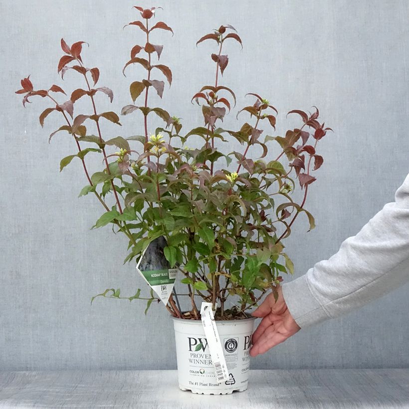 Exemplar von Diervilla Kodiak Black - Buschgeißblatt Topf mit 2L/3L wie im Sommer geliefert