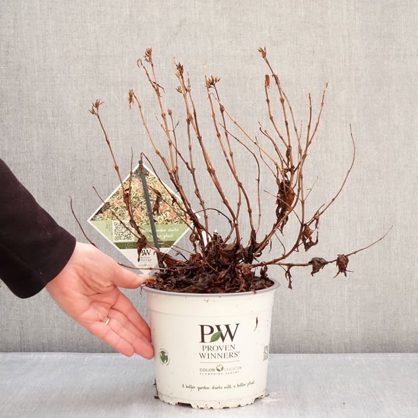 Exemplar von Diervilla Kodiak Mixx - Buschgeißblatt Topf mit 3L/4L wie im Winter geliefert