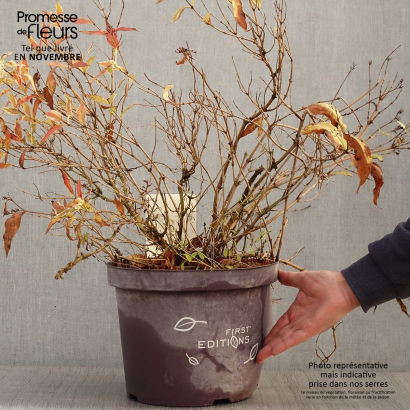 Exemplar von Diervilla sessilifolia Cool Splash - Buschgeißblatt Topf mit 7,5L/10L wie im Herbst geliefert