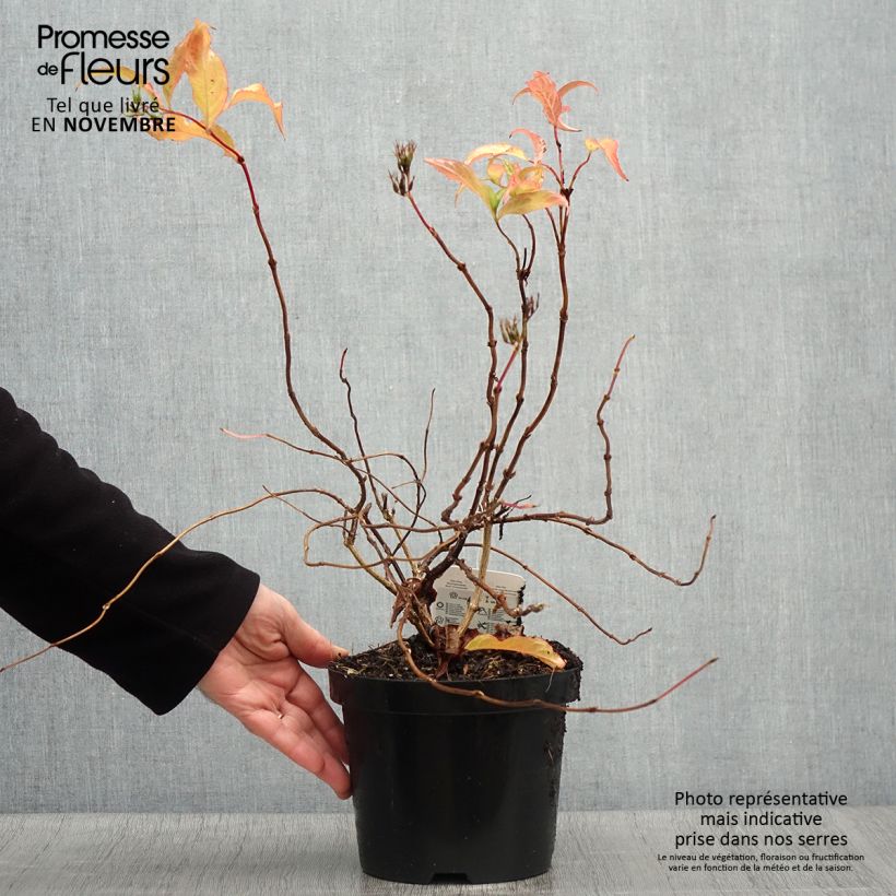 Exemplar von Diervilla splendens - Amerikanische Weigelie Topf mit 2L/3L wie im Herbst geliefert