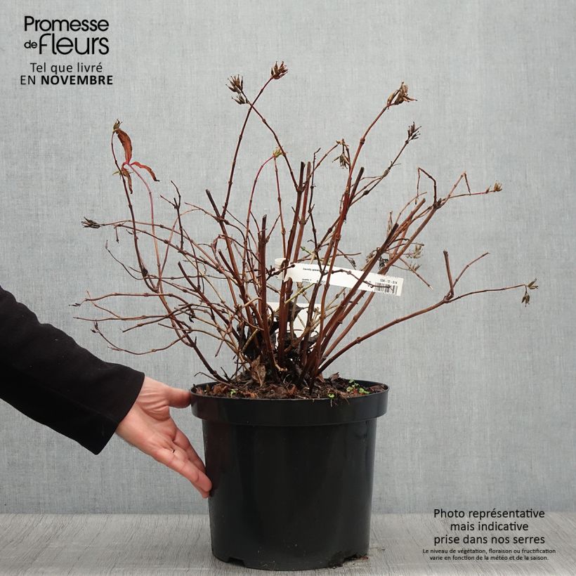 Exemplar von Diervilla splendens Diva - Buschgeißblatt Topf mit 7,5L/10L wie im Herbst geliefert
