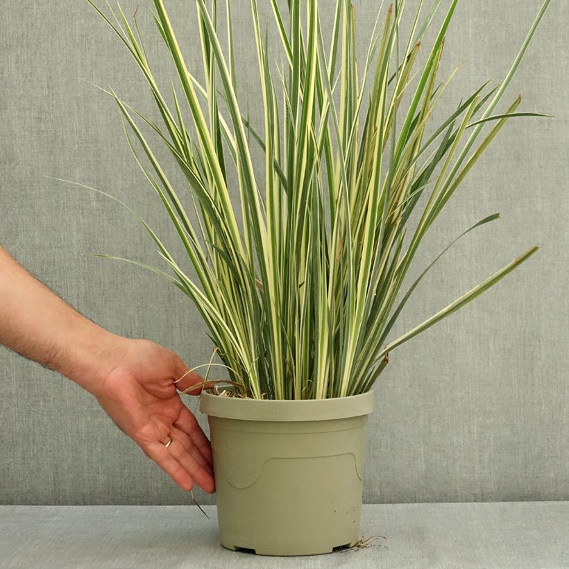 Exemplar von Dietes bicolor Milky Way - Iris espagnol Pot de 3L/4L wie im Sommer geliefert