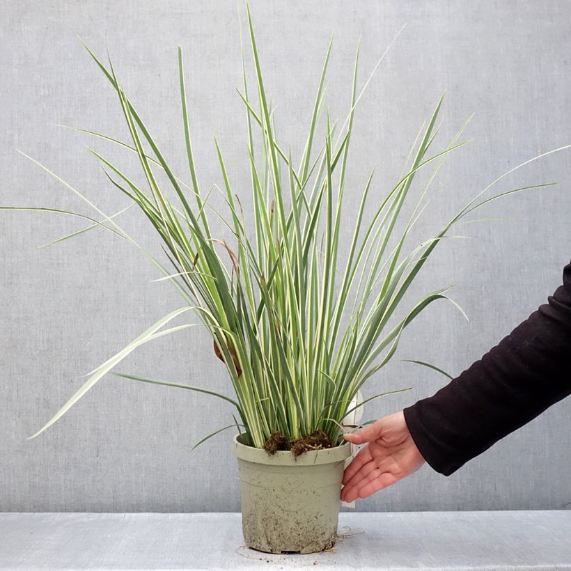 Exemplar von Dietes bicolor Milky Way Topf mit 3L/4L wie im Winter geliefert