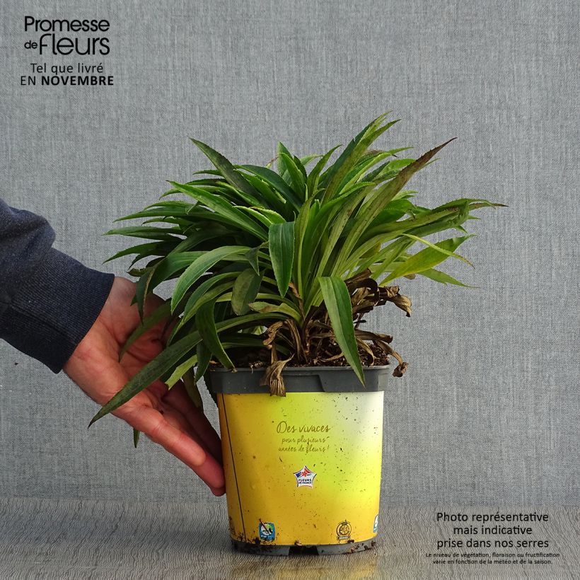 Exemplar von Digitalis Goldcrest - Fingerhut Topf mit 1,5L/2L wie im Herbst geliefert